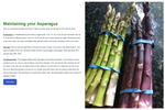 Asparagus Garden variety pack: Jersey Knight, Mary Washington, Purple Passion - 10 each