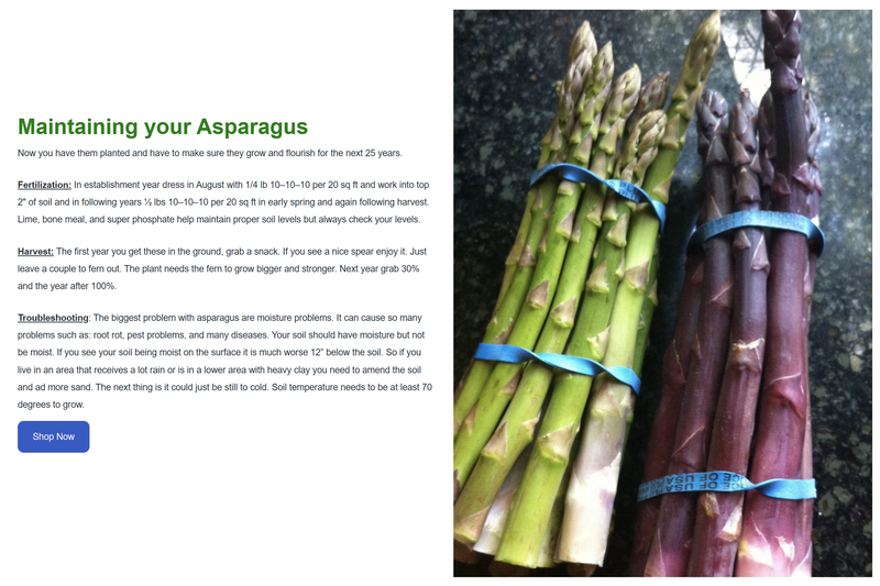 Asparagus Garden variety pack: Jersey Knight, Mary Washington, Purple Passion - 10 each