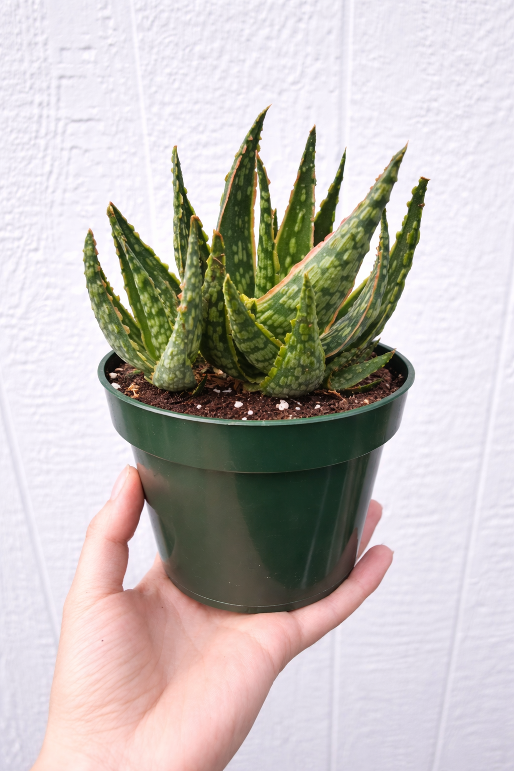 Aloe ‘Krakatoa’ Succulent Plant | Colorful Drought-Tolerant Aloe, Easy Care 