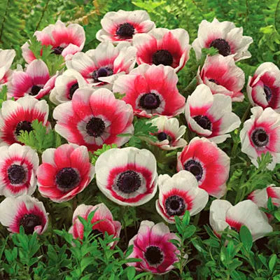 Premium Anemone 'Bicolor' Bulbs- Large 8/10 cm - Vibrant Red Blooms for Stunning Spring Gardens | Easy to Grow & Perennial | Perfect for Borders, Beds & Containers
