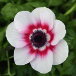 25 Anemone Bulbs Variety pack (5 each: Hollandia, Mr. Fokker, Sylphide, Bride, Bicolor)