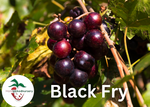 Black Fry Muscadine Grape