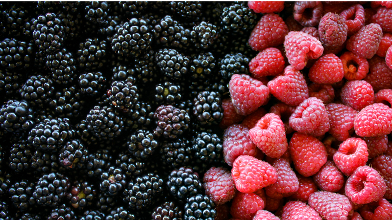 All Season Raspberry Plant Garden - 1 of each - Heritage Raspberry, Golden Rasberrry, Joan J, and Tahi  Black Raspberry.