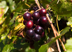 Muscadine Wine Collection - 1 each - Personal Vineyard Collection for Wine Enthusiasts: Muscadine Varieties