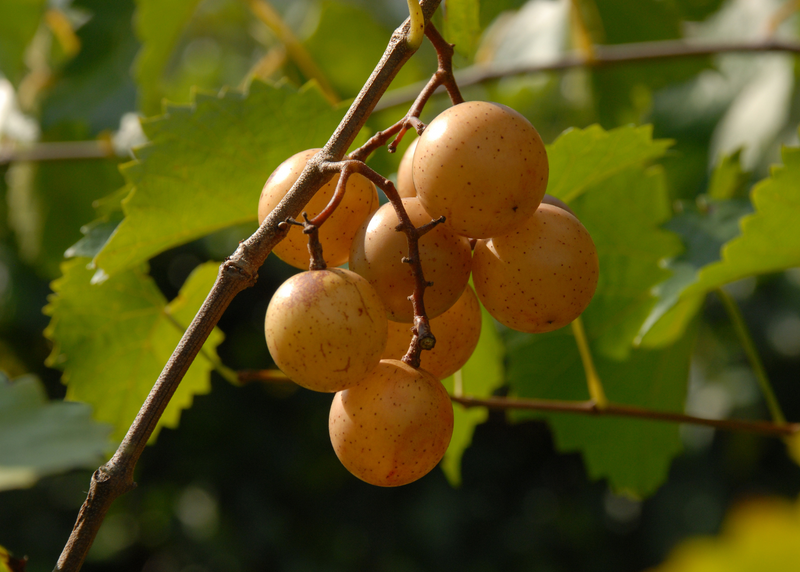 Muscadine Wine Collection - 1 each - Personal Vineyard Collection for Wine Enthusiasts: Muscadine Varieties