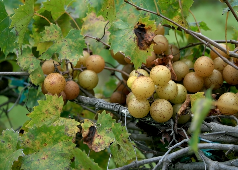 Muscadine Wine Collection - 1 each - Personal Vineyard Collection for Wine Enthusiasts: Muscadine Varieties