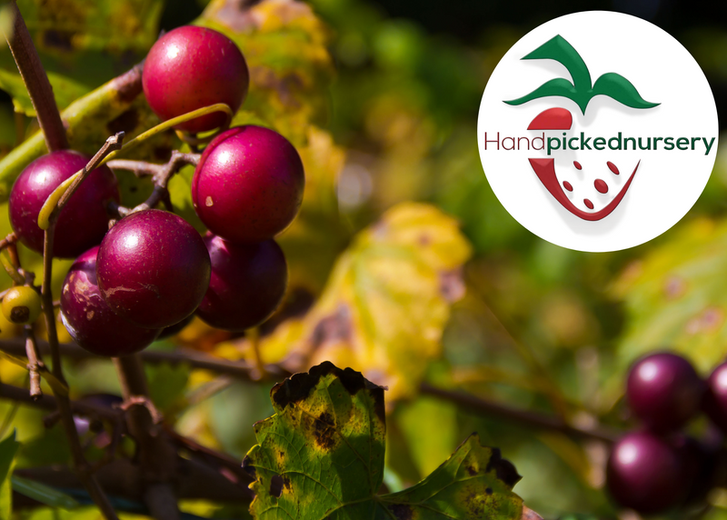 Muscadine Wine Collection - 1 each - Personal Vineyard Collection for Wine Enthusiasts: Muscadine Varieties