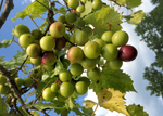 Muscadine Wine Collection - 1 each - Personal Vineyard Collection for Wine Enthusiasts: Muscadine Varieties