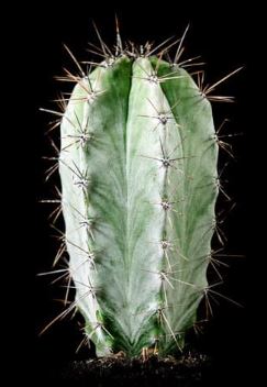 Blue Columnar Cactus (Pilosocereus pachycladus) - 2.5 inch potted cactus plant