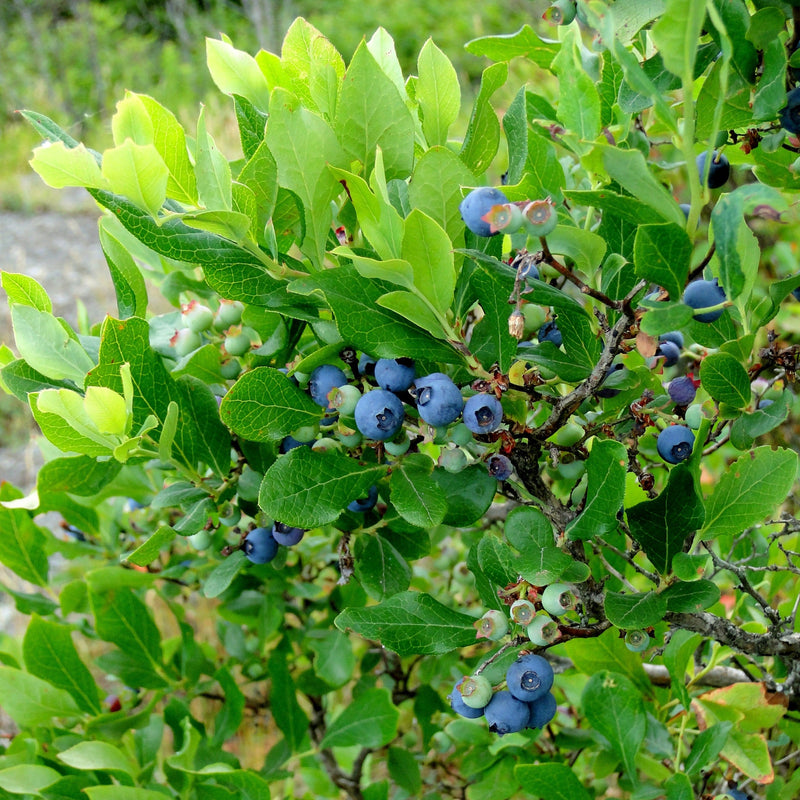 Reka Blueberry Plant (1 Liter Pot) | Early-Season Northern Highbush ...