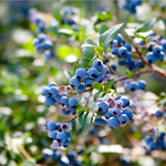 Fruit Garden - 1 each -  Heritage Raspberry, Triple Crown Blackberry, Darlene Blueberry, Camerosa Strawberry (10)