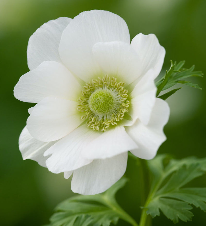 Premium Anemone 'Bride' Bulbs- Large 8/10 cm - Vibrant Red Blooms for Stunning Spring Gardens | Easy to Grow & Perennial | Perfect for Borders, Beds & Containers