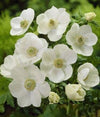 Anemone 'Bride' Bulbs **PreOrder Ships September 15th