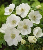 Premium Anemone 'Bride' Bulbs- Large 8/10 cm - Vibrant Red Blooms for Stunning Spring Gardens | Easy to Grow & Perennial | Perfect for Borders, Beds & Containers