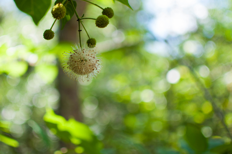 Buttonbush tree - Cephalanthus occidentalis