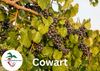 Cowart Muscadine Grape