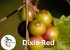 Dixie Red Muscadine Grape