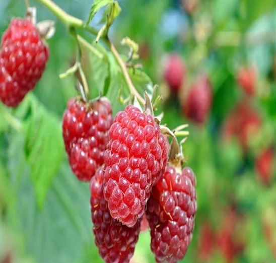 1 Gallon Potted Prelude Red Raspberry Plant - NON GMO - Buy 3 Get 1 FR ...