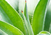 Dyckia Naked Lady (Dyckia marnier-lapostollei) - 2.5 inch potted succulent plant