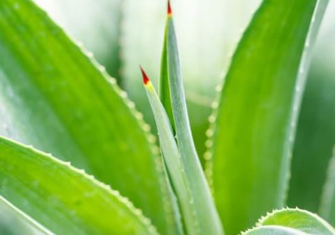 Dyckia Naked Lady (Dyckia marnier-lapostollei) - 2.5 inch potted succulent plant