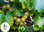 Fry Muscadine Grape