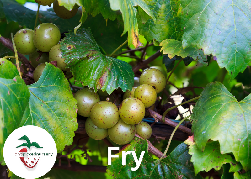 Fry Muscadine Grape