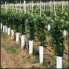 Fredonia Grape Vine - 1 Plant, 1-Gallon Potted