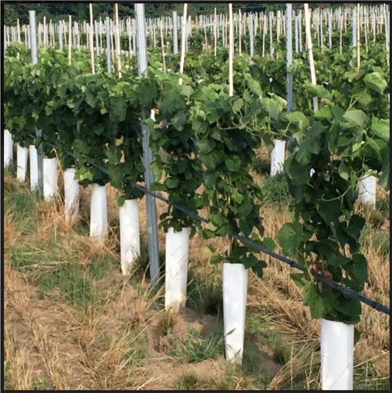 Fredonia Grape Vine - 1 Plant, 1-Gallon Potted
