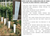 Fredonia Grape Vine - 1 Plant, 1-Gallon Potted