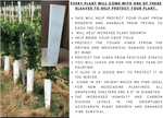 Fredonia Grape Vine - 1 Plant, 1-Gallon Potted