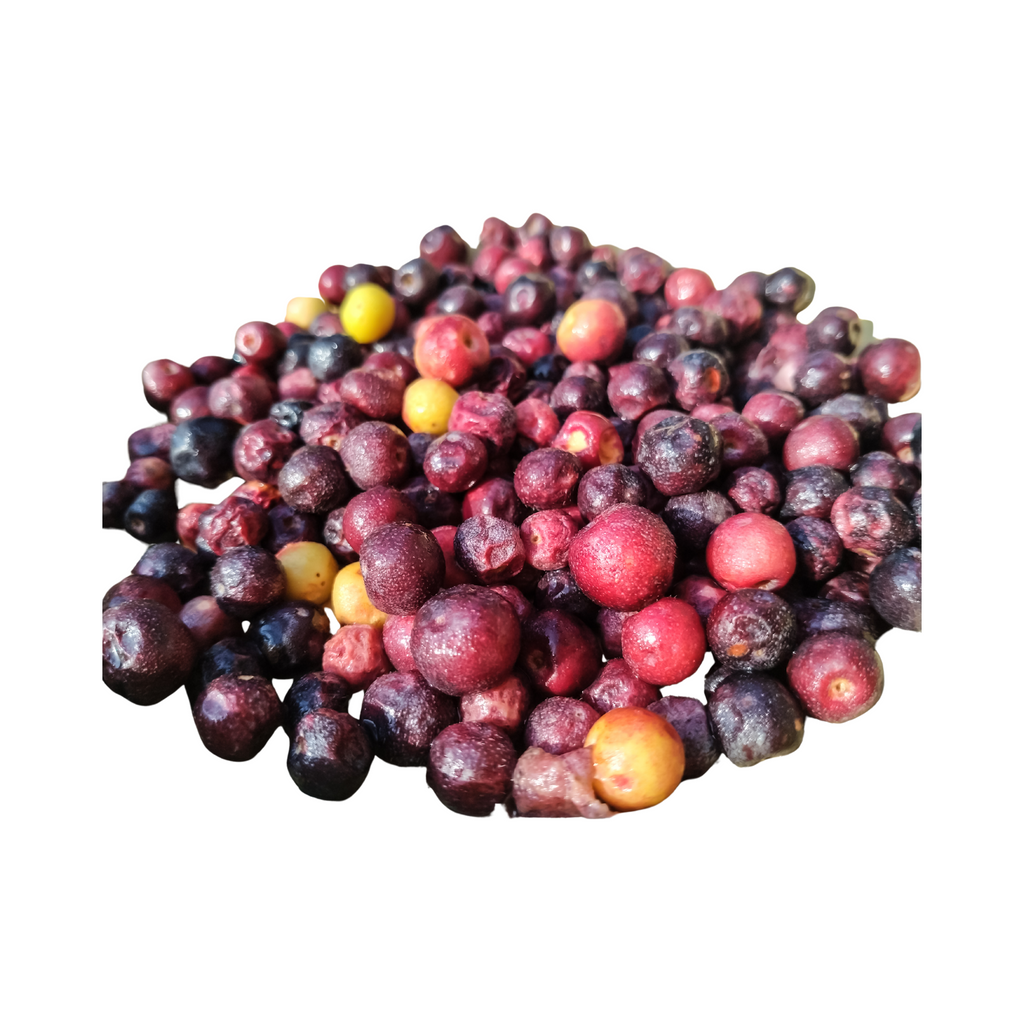 sherbet berry plant