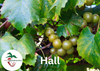 Hall Muscadine Grape