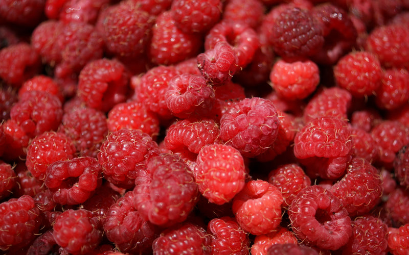Heritage Raspberry Plant | Everbearing, Hardy, Sweet Flavor – Hand ...