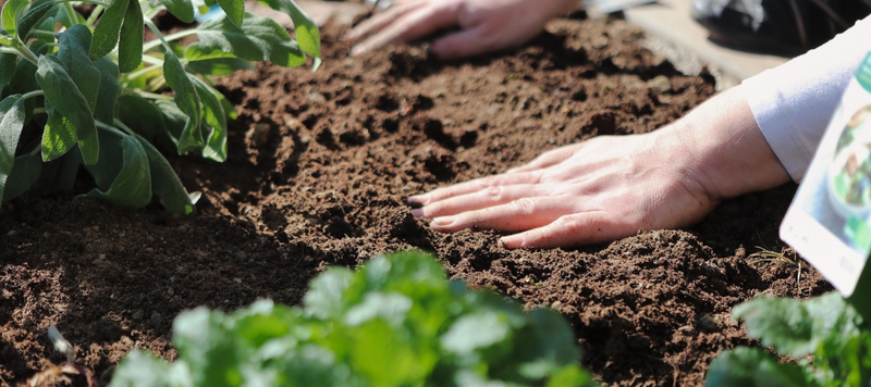 Planting Instructions  Hand Picked Nursery