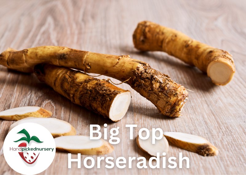 Big Top Horseradish