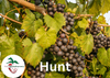 Hunt Muscadine Grape