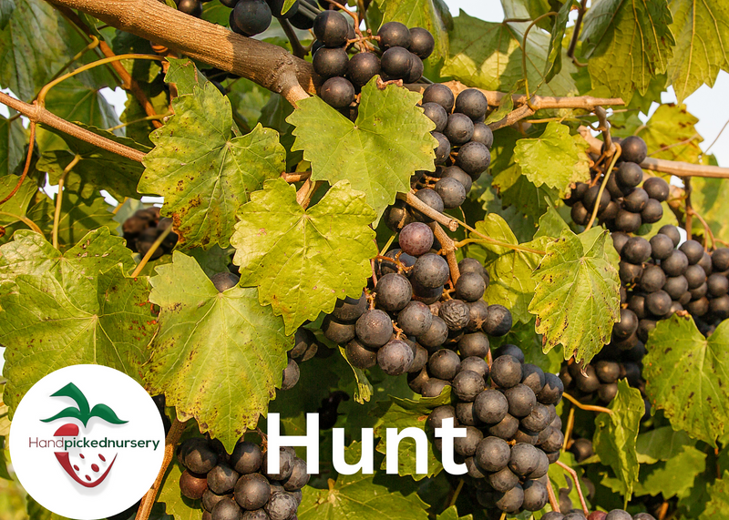 Hunt Muscadine Grape