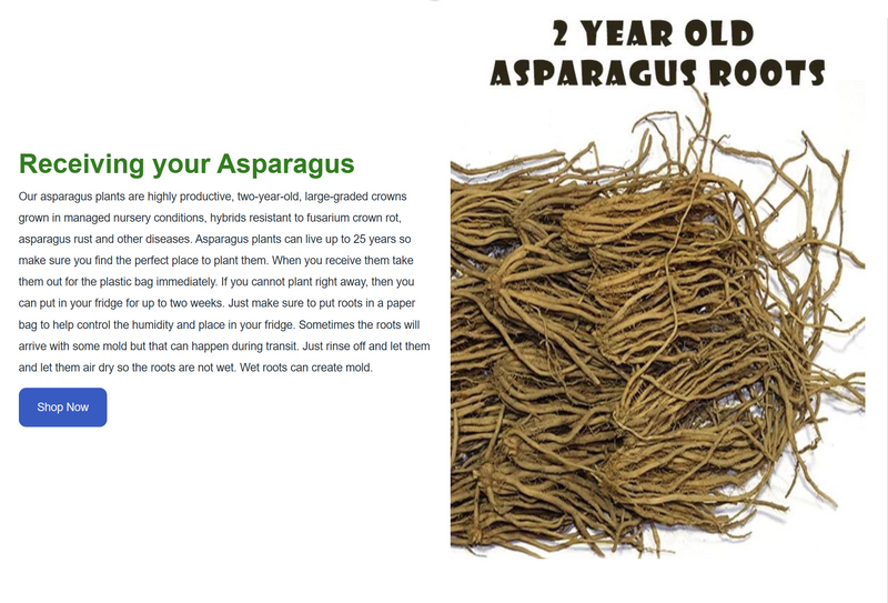 Jersey Knight Asparagus Bare Root Plants - 2yr Crowns - BUY 4 GET 1 FREE