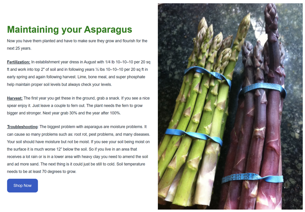 Millennium Asparagus Bare Root Plants - 2yr Crowns - BUY 4 GET 1 FREE