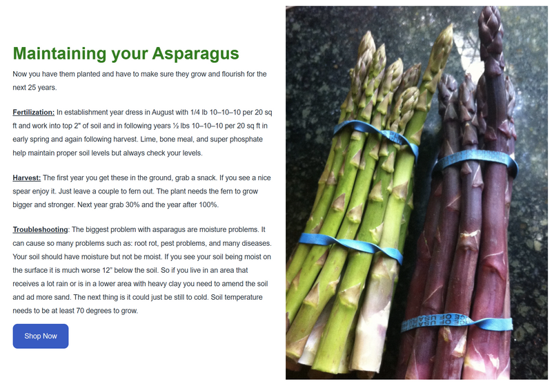 Atlas Asparagus Bare Root Plants - 2yr crowns - BUY 4 GET 1 FREE