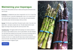 Mary Washington Asparagus Bare Root Plants - 2yr crowns - BUY 4 GET 1 FREE