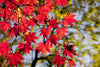 2 Japanese Maple Trees – Acer palmatum 'Atropurpureum' (2–3 ft Tall) | Brilliant Red Foliage | Cold Hardy | Bare Root Trees | PREORDER (Copy)
