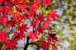 2 Japanese Maple Trees – Acer palmatum 'Atropurpureum' (2–3 ft Tall) | Brilliant Red Foliage | Cold Hardy | Bare Root Trees | PREORDER (Copy)