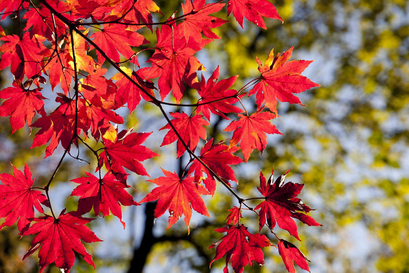 2 Japanese Maple Trees – Acer palmatum 'Atropurpureum' (2–3 ft Tall) | Brilliant Red Foliage | Cold Hardy | Bare Root Trees | PREORDER (Copy)