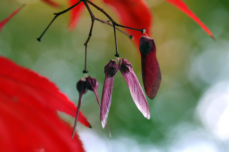 2 Japanese Maple Trees – Acer palmatum 'Atropurpureum' (2–3 ft Tall) | Brilliant Red Foliage | Cold Hardy | Bare Root Trees | PREORDER (Copy)