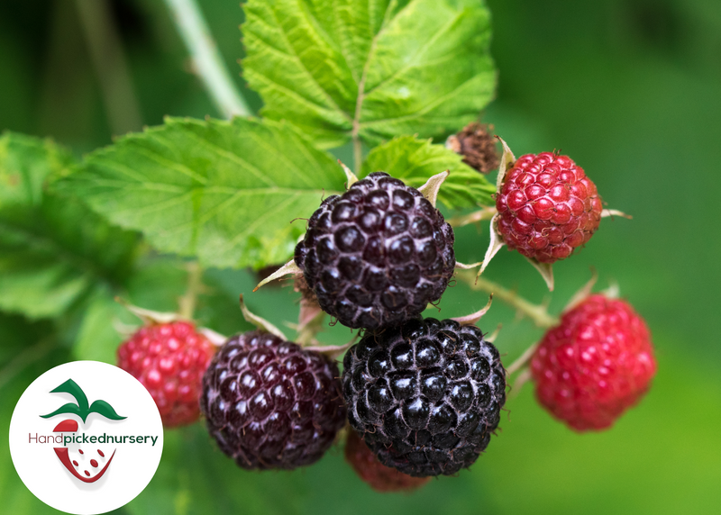 primeark black raspberry for sale