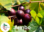 Jumbo Muscadine Grape