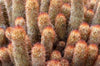 Lady Finger Cactus (Mammillaria elongata) - 2.5 inch potted Cactus