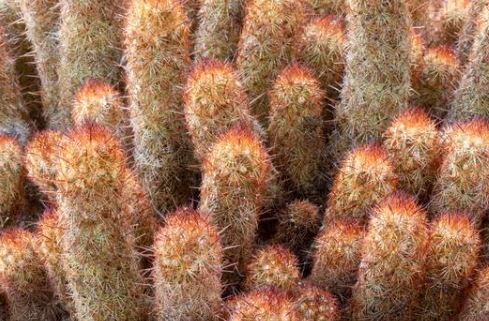 Lady Finger Cactus (Mammillaria elongata) - 2.5 inch potted Cactus