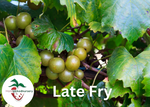 Late Fry Muscadine Grape 